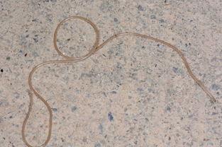 铁线虫图片,揭秘神秘生物的形态与生态